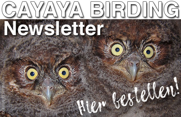 Cayaya Birding Newsletter