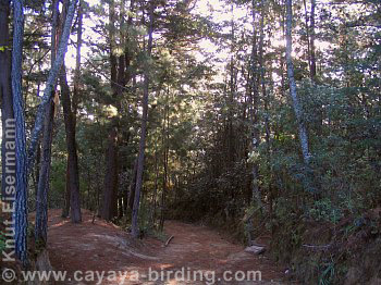 Corazón del Bosque