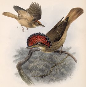 Onychorhynchus coronatus