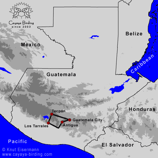 Pacific and Highland Endemics Guatemala