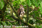 Zweibindenbussard