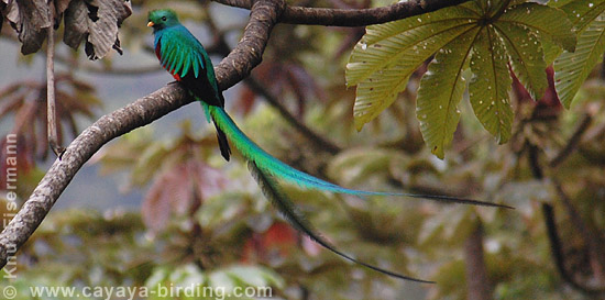 Quetzal Pharomachrus mocinno