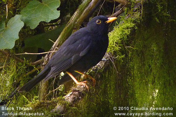 Guatemaladrossel