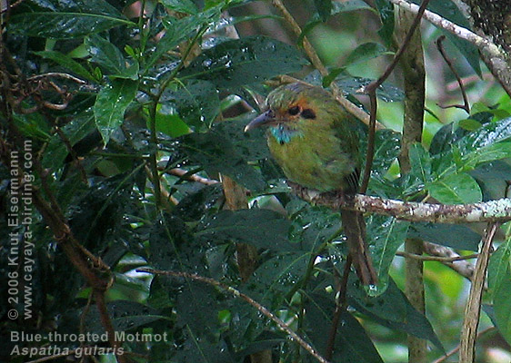 Blaukehlmotmot