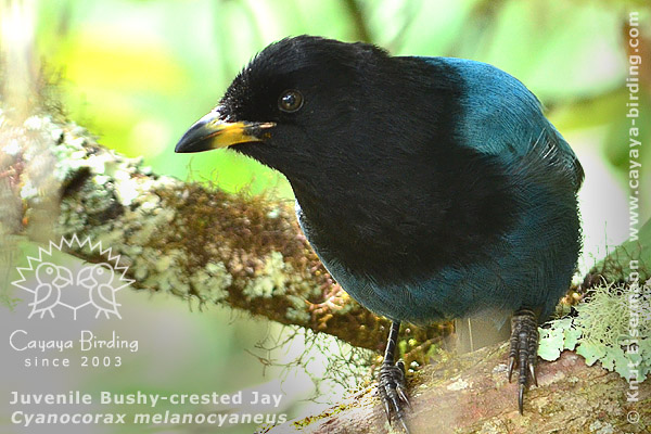 Jungvogel des Hartlaubblauraben