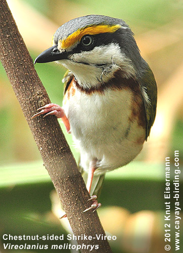 Brustbandvireo