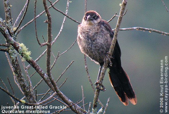 juvenile Dohlengrackel