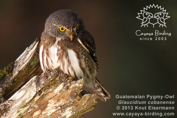 Guatemalazwergkauz Glaucidium cobanense