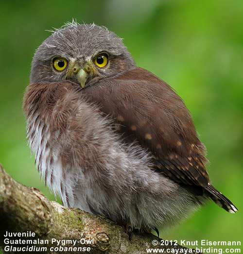 Guatemalazwergkauz Glaucidium cobanense