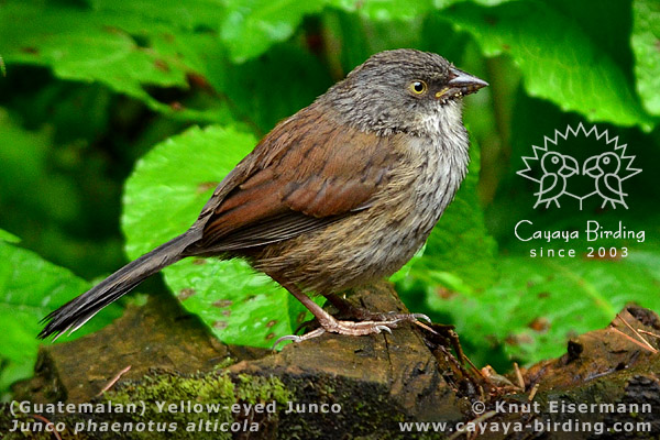 Jungvogel des Rotrückenjuncos