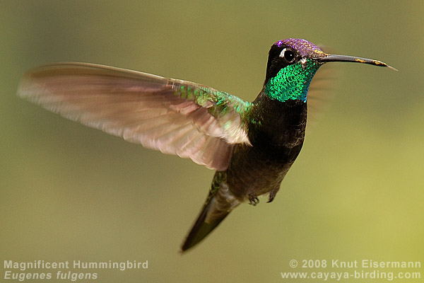 Dickschnabelkolibri