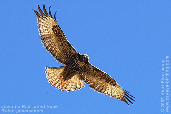 Rotschwanzbussard