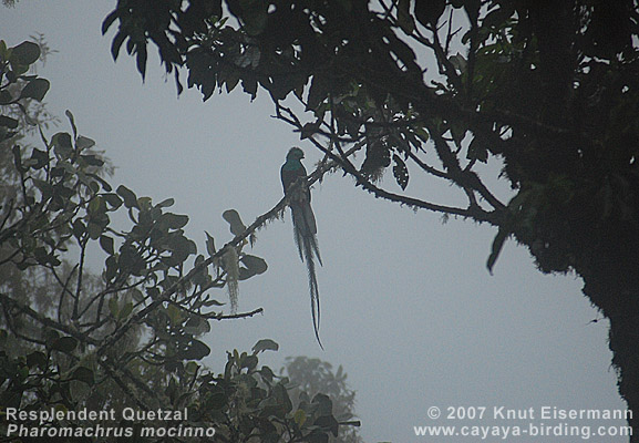 Quetzal