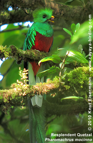 Quetzal