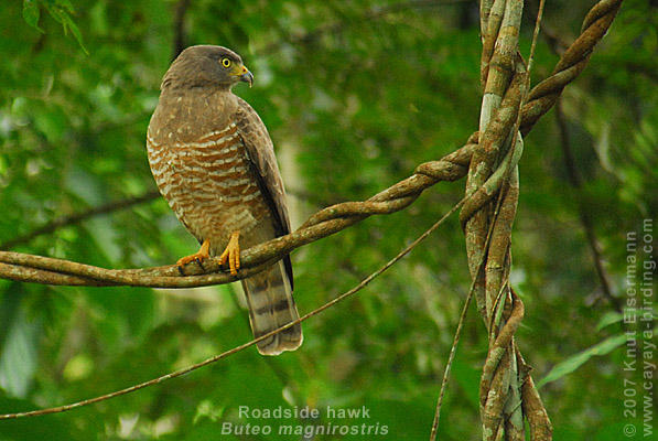 Wegebussard