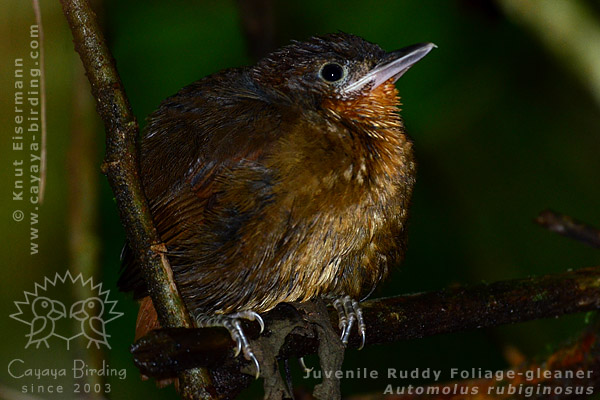 Jungvogel des Zimtkehl-Baumspäher