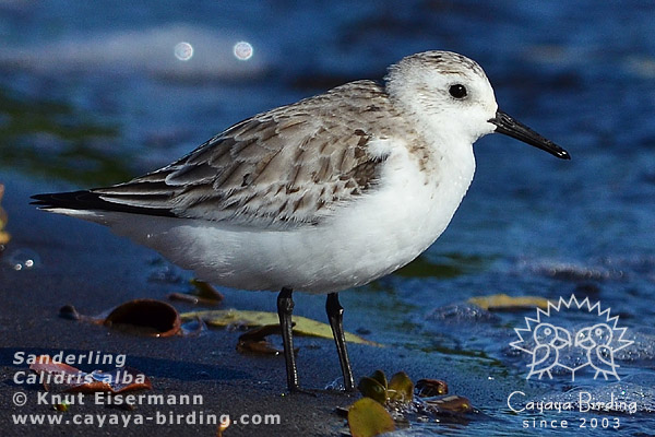 Sanderling