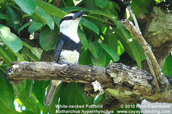 Weißhals-Faulvogel