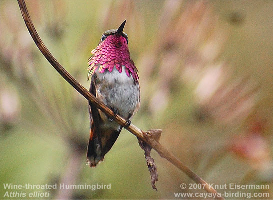 Wine-throated Hummingbird