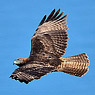 Rotschwanzbussard