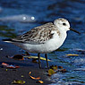 Sanderling