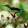 Türkisnaschvogel