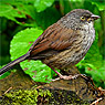 Rotrückenjunco