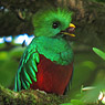 Quetzal