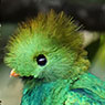 Quetzal