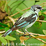 Azure-rumped Tanager