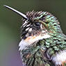 Sparkling-tailed Hummingbird