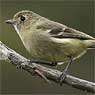 Huttonvireo