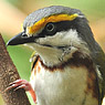 Brustbandvireo