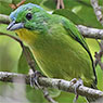 Smaragdvireo