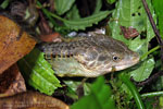 Brilliant Arboreal Alligator Lizard (Abronia gaiophantasma)