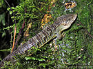 Brilliant Arboreal Alligator Lizard (Abronia gaiophantasma)