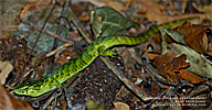 Guatemalan Arboral Alligator Lizard (Abronia vasconcelosii), dpto. Sololá.