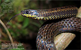 Stuart's Burrowing Snake (Adelphicos veraepacis), dpto. Alta Verapaz.