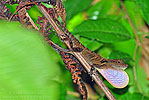 Stuart's Anole (Anolis cobanensis), dpto. Baja Verapaz.