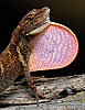 Stuart's Anole (Anolis cobanensis<), dpto. Baja Verapaz.