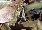 Ornate Anole (Anolis crassulus), dpto. Sacatepéquez.