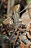 Ornate Anole (Anolis crassulus), dpto. Sacatepéquez.