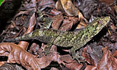 Peters' Anole (Anolis petersii), dpto. Suchitepéquez.