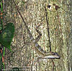 Middle American Smooth Anole (Anolis rodriguezii), dpto. Alta Verapaz.