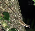 Middle American Smooth Anole (Anolis rodriguezii), dpto. Alta Verapaz.