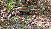 Pair of Blackbelly Racerunner (Aspidoscelis deppii), dpto. El Progreso.