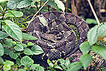 Jumping Pit Viper (Atropoides nummifer), dpto. Alta Verapaz.