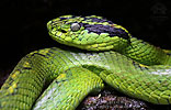 Yellow-blotched Palm Pit Viper (Botriechis aurifer), dpto. Baja Verapaz.