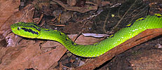 Yellow-blotched Palm Pit Viper (Botriechis aurifer), dpto. Baja Verapaz.