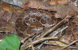 Godman's Montane Pit Viper (Cerrophidion godmani), dpto. Sololá.